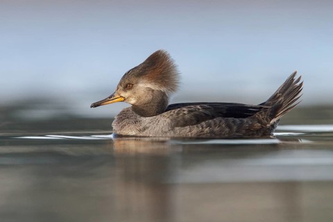 Hooded Merganser (Lophodytes cucullatus) in the ocean near Victoria, British Columbia, Canada