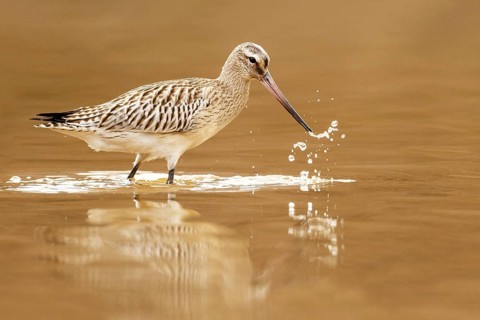 Bar-tailed Godwit (Limosa lapponica) juvenile foraging, Asturias, Spain