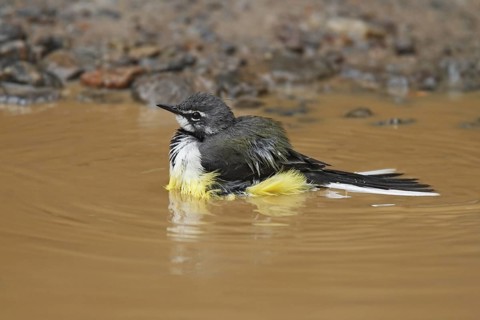 Madagascan Wagtail (Motacilla flaviventris) bathing, Analamazoatra, Madagascar