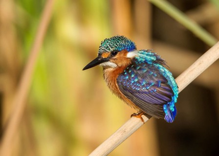 Malachite Kingfisher (Corythornis cristatus), Gambia