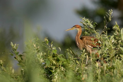 Purple Heron (Ardea purpurea) juvenile, Lombardy, Italy