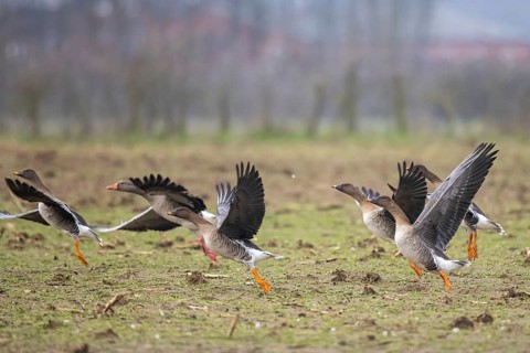Taiga Bean Goose (Anser fabalis) group taking flight, North Rhine-Westphalia, Germany