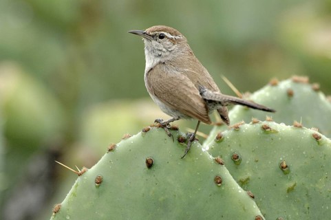 Bewick's Wren (Thryomanes bewickii), Texas, USA