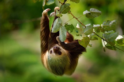 Sloth in nature habitat. Beautiful Hoffman's Two-toed Sloth, Choloepus hoffmanni, climbing on the