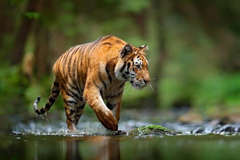 Tiger wildlife scene, wild cat, nature habitat. Amur tiger walking in river water. Danger animal,