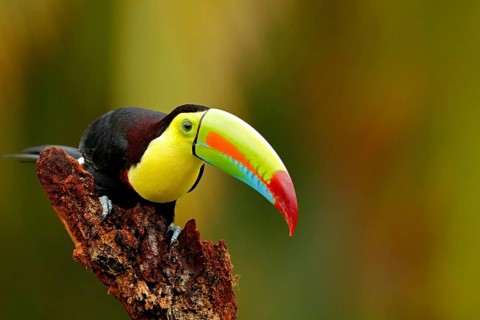 Keel-billed Toucan, Ramphastos sulfuratus, bird with big bill. Toucan sitting on the branch in the