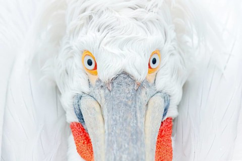 Cute close-up bird portrait. Eye detail Dalmatian pelican, Pelecanus crispus, in Lake Kerkini,