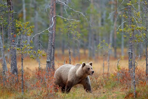 Bear in the forest. Beautiful big brown bear walking around lake with autumn colours. Dangerous