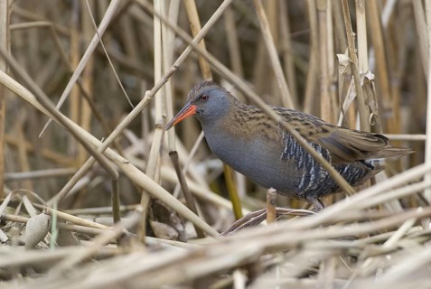 Water Rail (Rallus aquaticus), Saxony, Germany