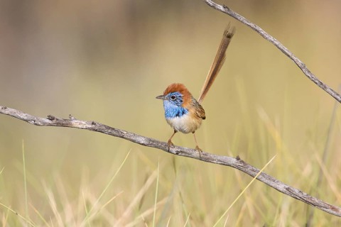 Rufous-crowned Emu-wren (Stipiturus ruficeps) male, Queensland, Australia