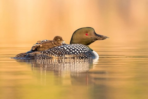 Great Northern Loon (Gavia immer) with chick, British Columbia, Canada