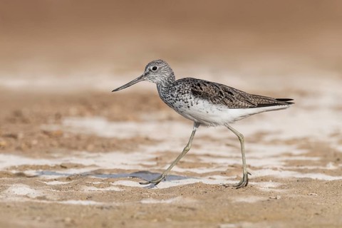 Common Greenshank (Tringa nebularia) foraging, Eilat, Israel