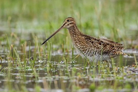 Noble Snipe (Gallinago nobilis) feeding in a lake in the Andes mountains in Colombia