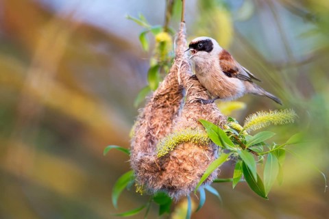 Eurasian Penduline Tit (Remiz pendulinus) male singing at nest, Saxony-Anhalt, Germany