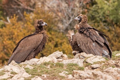 Cinereous Vulture (Aegypius monachus), Catalonia, Spain