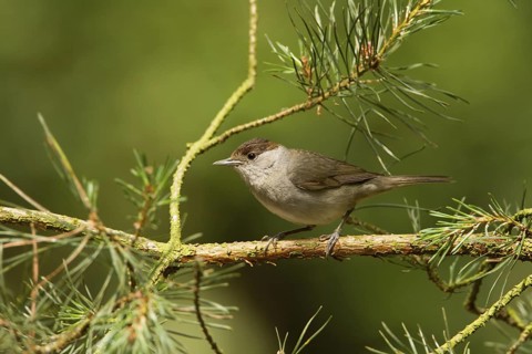 Eurasian Blackcap (Sylvia atricapilla) female, Utrecht, Netherlands