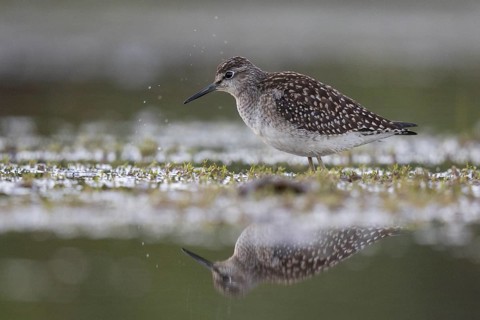 Wood Sandpiper (Tringa glareola) foraging, North Rhine-Westphalia, Germany