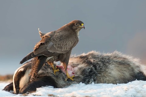 Common Buzzard (Buteo buteo), Mecklenburg-Western Pomerania, Germany