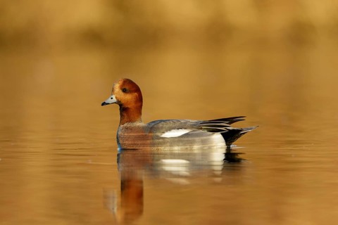 Eurasian Wigeon male swimming in golden hour from low point of view in the Reeuwijkse plassen in