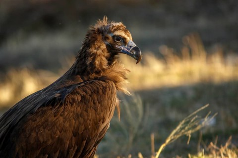 Cinereous Vulture (Aegypius monachus) portrait, Castile and Leon, Spain