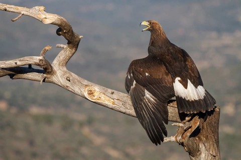 Golden Eagle (Aquila chrysaetos) immature, first winter plumage eating a rabbit, Castile and Leon,