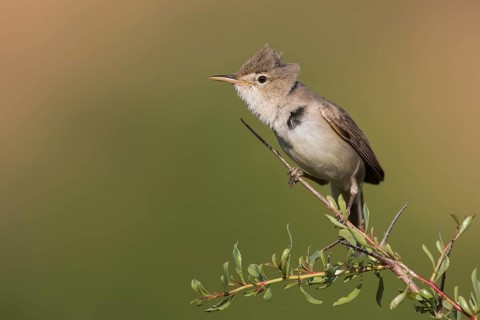 Uppchers Warbler - Dornspötter - Hippolais languida, Kyrgyzstan