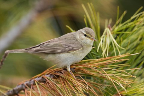 Willow Warbler - Fitis - Phylloscopus trochilus ssp. acredula, Russia (Ural)