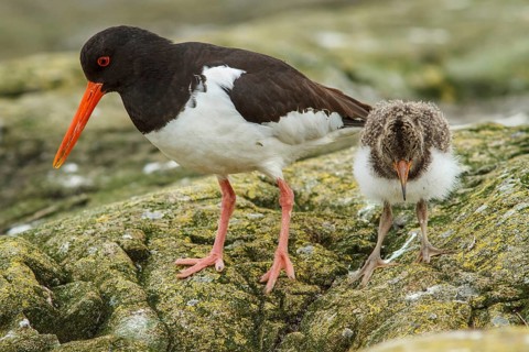 Eurasian Oystercatcher (Haematopus ostralegus) adult and chick, Farne Islands, United Kingdom