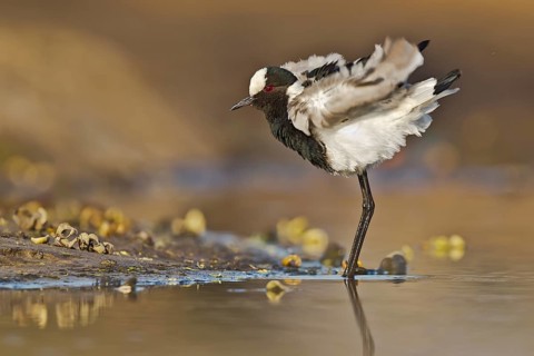 Blacksmith Lapwing (Vanellus armatus) shaking feathers, Botswana