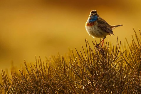 Bluethroat (Luscinia svecica cyanecula) male, Castile, Spain