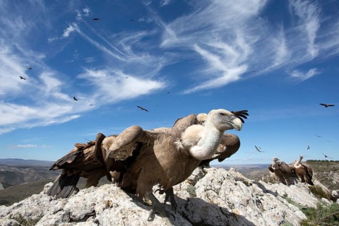 Griffon Vulture (Gyps fulvus) perched on a rock, Aragon, Spain