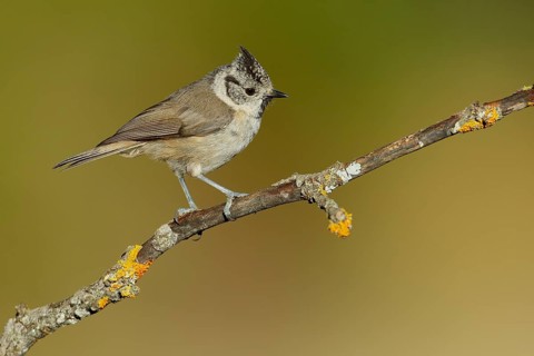 European Crested Tit (Lophophanes cristatus) perched on lichen branch, Andalusia, Spain