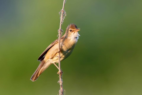 Marsh Warbler (Acrocephalus palustris), Saxony-Anhalt, Germany