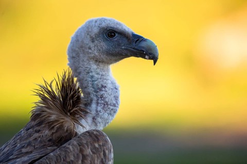 Griffon Vulture (Gyps fulvus), Andalusia, Spain