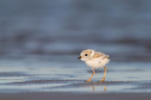 Piping Plover (Charadrius melodus) chick, Massachusetts, USA