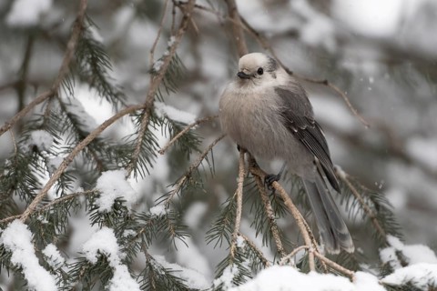 Grey Jay (Perisoreus canadensis) perched on a snowy branch, Wyoming, USA