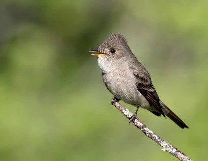A Western Wood Pewee, Contopus sordidulus, perched at Cypress Hills Interprovincial Park,