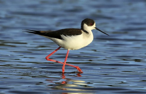 Black-winged Stilt (Himantopus himantopus) male foraging, French Riviera, France