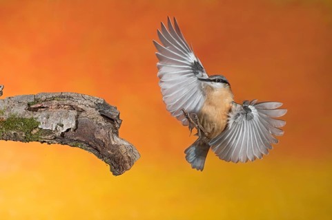 Eurasian Nuthatch (Sitta europaea) landing on a branch, Aosta Valley, Italy