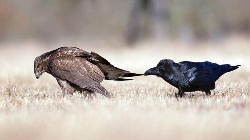 Common Buzzard & Northern Raven (Buteo buteo & Corvus corax) wrangling, Saxony-Anhalt, Germany