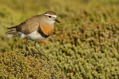 Rufous-chested Dotterel (Charadrius modestus) on the ground in the Falkland Islands