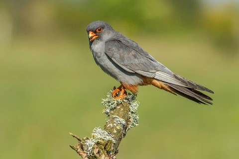 Red-Footed Falcon (Falco vespertinus), adult male perched on a branch, Galicia, Spain