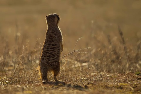 Meerkat (Suricata suricatta) stand watch and searching distance in grassland, Castile-La Mancha,