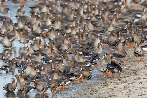 Greater White-fronted Goose (Anser albifrons) huge flock resting in water, North Rhine-Westphalia,