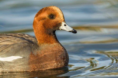 Eurasian Wigeon (Mareca penelope) male, Arizona, USA