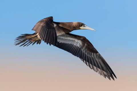 Brown Booby (Sula leucogaster) flying, Eilat, Israel