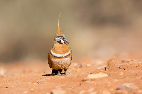 Spinifex Pigeon (Geophaps plumifera) perched on the ground, Northern Territory, Australia
