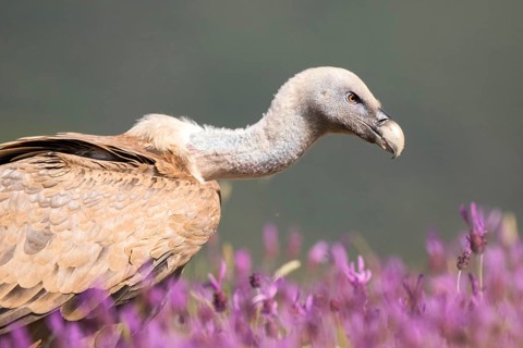 Griffon Vulture (Gyps fulvus) in field, Madrid, Spain
