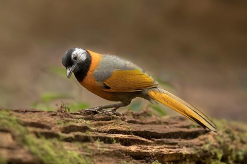 Collared Laughingthrush (Trochalopteron yersini), Bidoup National Park, Vietnam