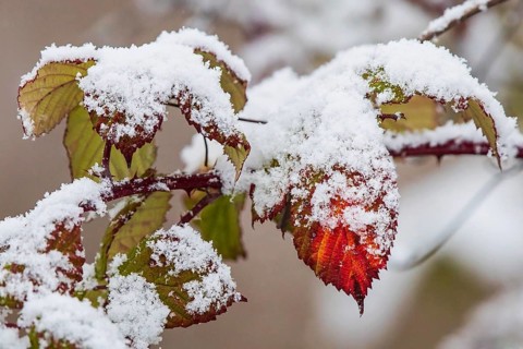 Schneebedeckte Blätter der Hunds-Rose (Rosa canina) in bunten Farben im Winter, Baden-Württemberg,